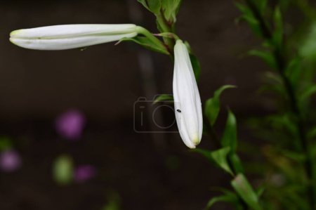 Photo for White lily flowers in the garden in the summer - Royalty Free Image