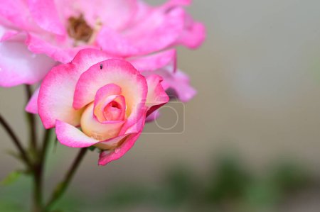Foto de Flores de rosas hermosas que crecen en el jardín en verano soleado día. - Imagen libre de derechos