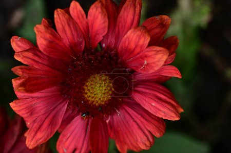 Téléchargez les photos : Minuscules insectes sur les fleurs rouge vif, vue rapprochée - en image libre de droit