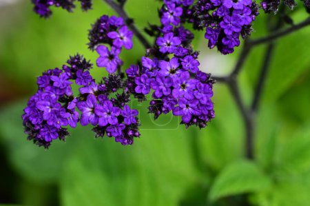 Foto de Beautiful purple flowers, floral concept background - Imagen libre de derechos