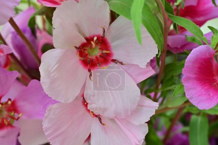 Photo for Beautiful pink flowers in the garden - Royalty Free Image