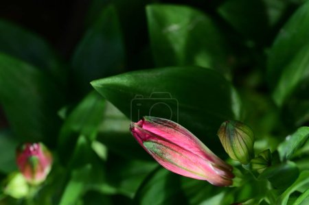 Photo for Beautiful pink lily flowers in the garden - Royalty Free Image