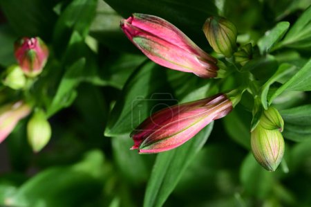 Foto de Hermosas flores de lirio rosa en el jardín - Imagen libre de derechos