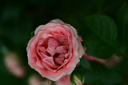 Foto de Hermosas flores de rosas creciendo en el jardín - Imagen libre de derechos