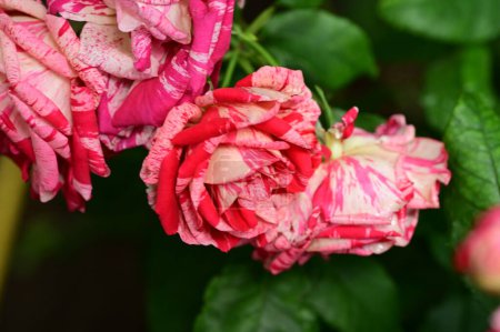 Foto de Flores de rosas hermosas que crecen en el jardín en verano soleado día. - Imagen libre de derechos