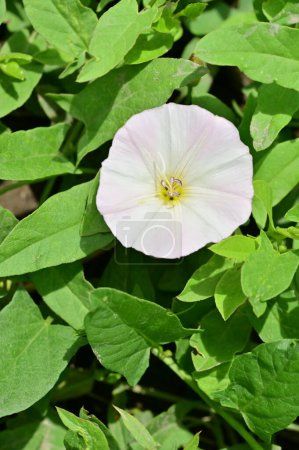 Téléchargez les photos : Belles fleurs blanches poussant dans le jardin à la journée ensoleillée d'été - en image libre de droit