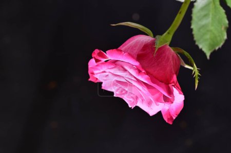 Photo for Beautiful botanical shot, natural wallpaper. beautiful rose flower - Royalty Free Image