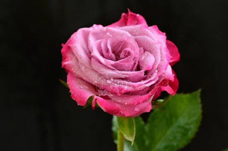 Téléchargez les photos : Belle photo botanique, papier peint naturel. belle fleur rose - en image libre de droit