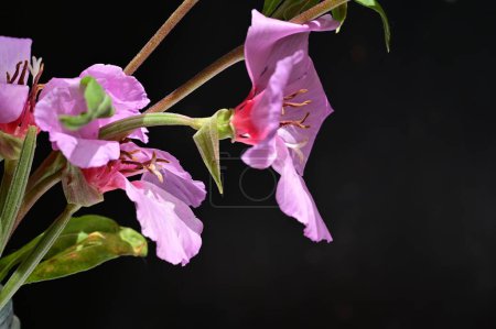 Photo for Beautiful  flowers on black background - Royalty Free Image