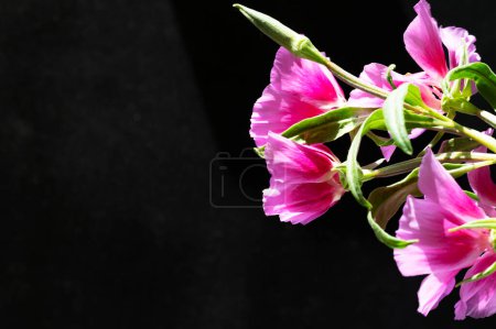 Foto de Hermosas flores sobre fondo oscuro, concepto de verano, vista cercana - Imagen libre de derechos