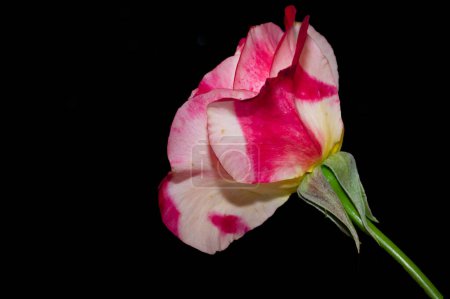 Téléchargez les photos : Belle fleur rose gros plan - en image libre de droit