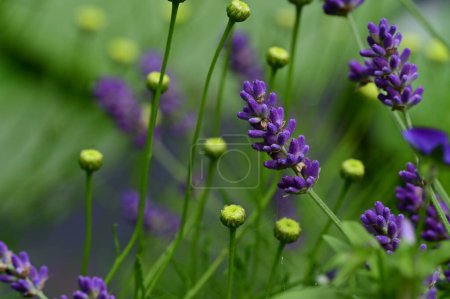 Téléchargez les photos : Belles fleurs de lavande dans le jardin, fond floral - en image libre de droit