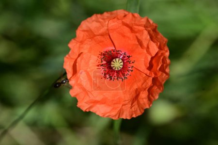 Foto de Hermosa flor de amapola en el jardín, fondo floral - Imagen libre de derechos