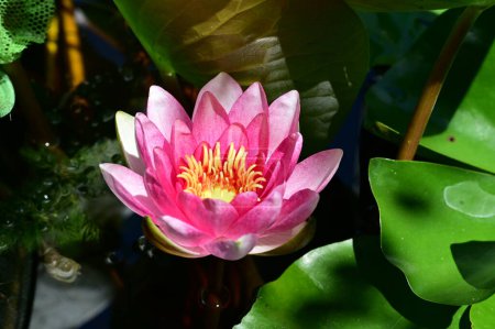 Téléchargez les photos : Belle photo botanique, papier peint naturel. belle fleur de lys - en image libre de droit