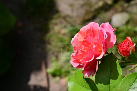 Téléchargez les photos : Belles roses fleurs dans le jardin, vue rapprochée - en image libre de droit