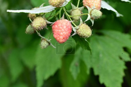 Photo for Bush with raspberries, close view, summer concept - Royalty Free Image