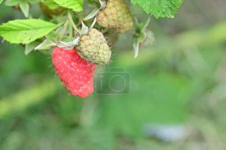 Photo for Bush with raspberries, close view, summer concept - Royalty Free Image