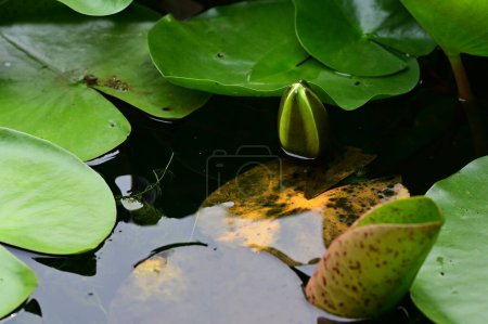 Foto de Hermosa flor de loto en estanque con hojas - Imagen libre de derechos