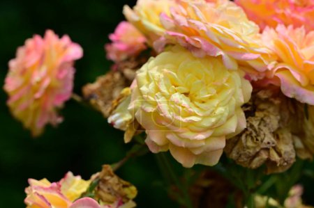 Foto de Hermosas rosas flores en el jardín, fondo floral - Imagen libre de derechos