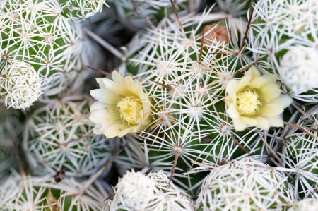 Foto de Hermoso cactus creciendo en el jardín - Imagen libre de derechos