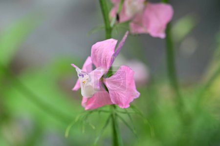 Foto de Increíbles flores rosadas en el jardín - Imagen libre de derechos