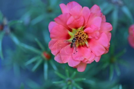 Téléchargez les photos : Abeille sur une belle fleur dans le jardin - en image libre de droit