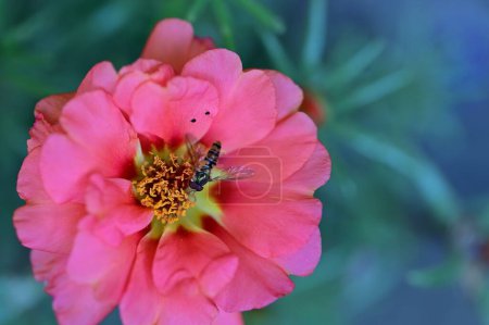 Foto de Abeja en una hermosa flor en el jardín - Imagen libre de derechos