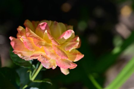 Foto de Hermosa flor de rosa creciendo en el jardín - Imagen libre de derechos