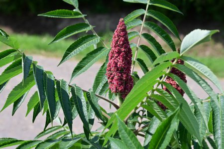 Photo for Flower of Rhus typhina, the staghorn sumac, is a species of flowering plant in the family Anacardiaceae, native to eastern North America. - Royalty Free Image