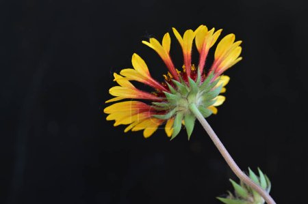 Foto de Hermosa flor en el jardín - Imagen libre de derechos