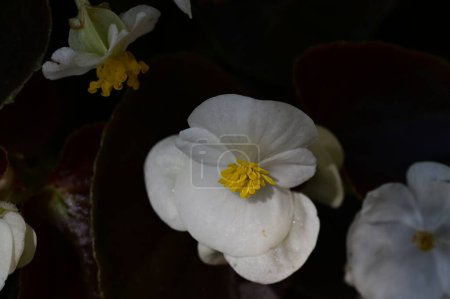 Foto de Primer plano de hermosas flores, flora - Imagen libre de derechos