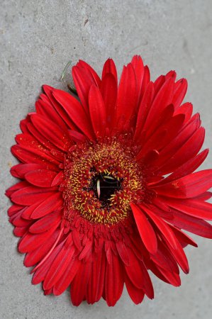 Foto de Primer plano de hermosa flor, flora - Imagen libre de derechos