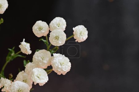 Photo for Close up of beautiful flowers, flora - Royalty Free Image
