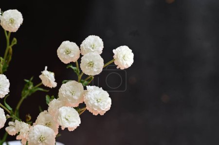 Foto de Primer plano de hermosas flores, flora - Imagen libre de derechos