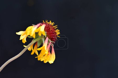 Foto de Primer plano de hermosa flor, flora - Imagen libre de derechos