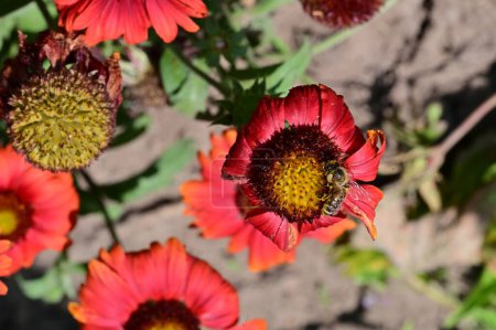 Foto de Primer plano de hermosas flores en el jardín - Imagen libre de derechos