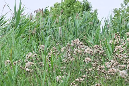 Téléchargez les photos : Cirsium arvense est une espèce de plantes vivantes de la famille des Thistles. Plantes d'automne avec graines - en image libre de droit