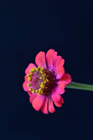 Photo for Beautiful bright  flower, close up - Royalty Free Image