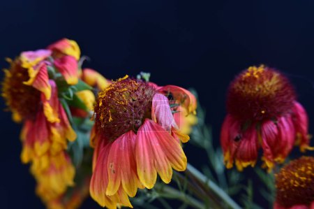 Foto de Hermosas flores, fondo concepto floral - Imagen libre de derechos