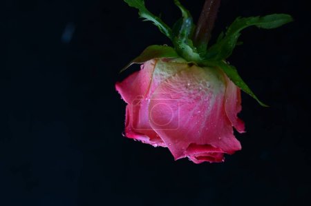 Photo for Bright  rose on a black background - Royalty Free Image