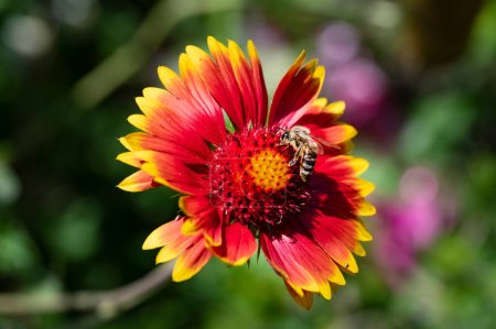 Téléchargez les photos : Abeille sur une fleur dans le jardin - en image libre de droit