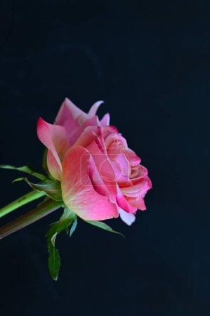 Téléchargez les photos : Belles roses roses sur fond noir - en image libre de droit