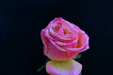Téléchargez les photos : Belle rose rose sur fond noir - en image libre de droit