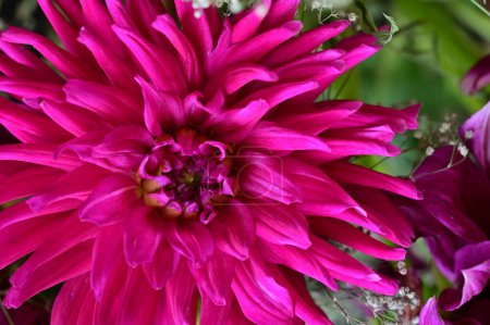 Téléchargez les photos : Fleurs roses poussant dans le jardin - en image libre de droit