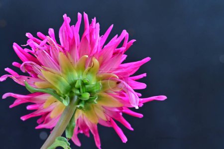 Téléchargez les photos : Fleur rose sur le fond noir - en image libre de droit