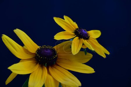 Téléchargez les photos : Fleurs jaunes sur fond noir - en image libre de droit