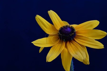 Foto de Flores amarillas sobre fondo negro - Imagen libre de derechos