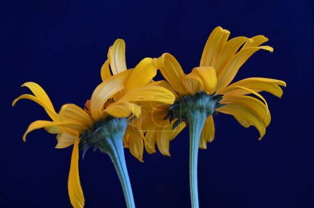Photo for Yellow flowers on black background - Royalty Free Image