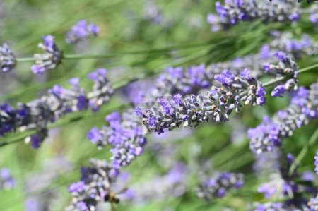 Photo for Beautiful bright lavenders   flowers  growing in the garden - Royalty Free Image