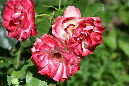Téléchargez les photos : Belles roses lumineuses fleurs, gros plan - en image libre de droit